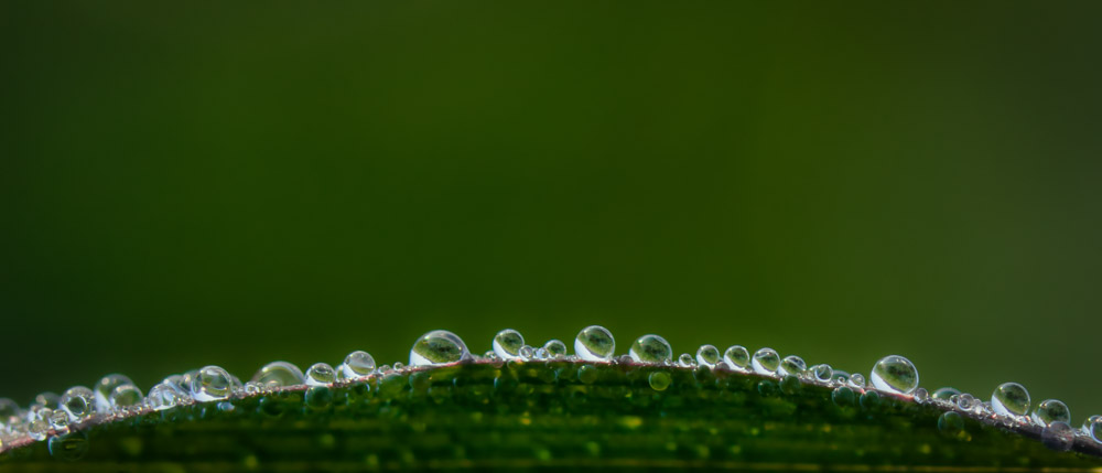 Platz 9 Harald Unglert